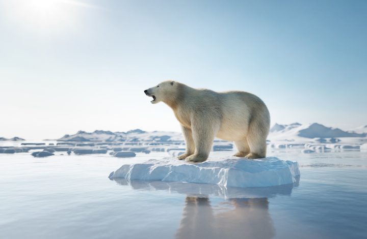 Polar Bear on Ice